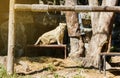 One female lion on tabe in sunlight and cave and tree background Royalty Free Stock Photo