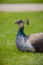 One Female Peacock in grass Royalty Free Stock Photo