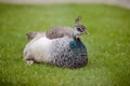 One Female Peacock in grass Royalty Free Stock Photo