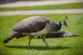 One Female Peacock in grass Royalty Free Stock Photo