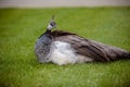 One Female Peacock in grass Royalty Free Stock Photo