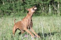 One female rhodesian ridgeback catching a ball