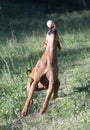 One female rhodesian ridgeback is catching a ball