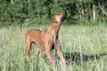 One female rhodesian ridgeback is ready to catch a ball