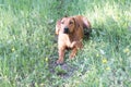 One female rhodesian ridgeback is ready to take off