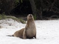 Female Sea Lion, Zalophus californianus wollebaeki, on the beach, San Cristobal, Galapagos, Ecuador Royalty Free Stock Photo