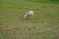 One female sheep. Ewe grazing alone in grassy meadow in rural Portugal. Royalty Free Stock Photo