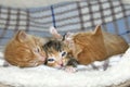 One female tortie torbie tabby kitten between two male orange tabbies