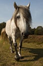 Nosey horse coming towards us Royalty Free Stock Photo