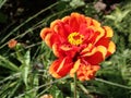 one fiery red, orange, yellow marigold flower with some droopy petals. hold it together Royalty Free Stock Photo