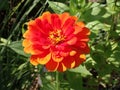 fiery red, orange, yellow marigold flowers.. standing tall, proud Royalty Free Stock Photo