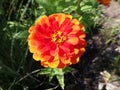 open up wide, blooming orange, red, and yellow fiery marigold flower (speak up_ Royalty Free Stock Photo