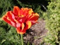 one fiery red, orange, yellow marigold flower trying to hold it together.. Inspiration Royalty Free Stock Photo