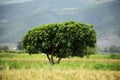 One Green Leaves Tree With landscape Mountains. Green tree in wide field in front of high mountain Royalty Free Stock Photo