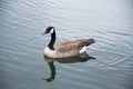 Geese Royalty Free Stock Photo