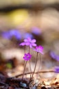 Hepatica nobilis - early spring beauties Royalty Free Stock Photo