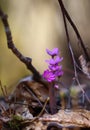 Hepatica nobilis - early spring beauties Royalty Free Stock Photo