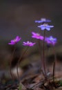 Hepatica nobilis - early spring beauties Royalty Free Stock Photo