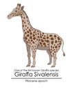 One of The first known Giraffa Sivalensis