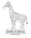 One of The first known Giraffa species Giraffa Sivalensis