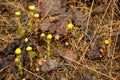 One of the first spring flowers in Russia - mother and stepmother grow on the ground