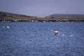 One flamingo bird running over the sea.