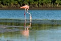 One Flamingo Standing in water feeding