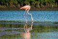 One Flamingo Standing in water feeding