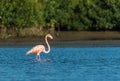 One Flamingo Standing in water.