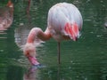 One flamingo in the water