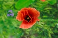 Papaver rhoeas, common, corn, Flanders, red poppy, corn rose, field is flowering plant poppy family Papaveraceae. Bees collect pol Royalty Free Stock Photo