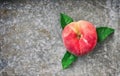 One flat peach with leaves Royalty Free Stock Photo