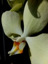 One flawor orchid