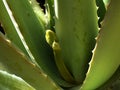 aloe vera flowers Royalty Free Stock Photo