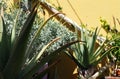 aloe vera Royalty Free Stock Photo