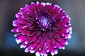 One flower asters