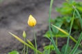 One flower on a background of green grass unopened yellow bud close-up, an early tulip in the garden. A traditional gift for Royalty Free Stock Photo