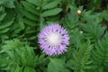 One flower of Centaurea dealbata