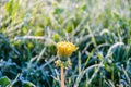 One Flower of a dandelion in the morning frost Royalty Free Stock Photo