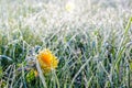 One Flower of a dandelion in the morning frost Royalty Free Stock Photo