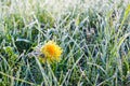One Flower of a dandelion in the morning frost Royalty Free Stock Photo