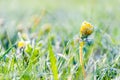 One Flower of a dandelion in the morning frost Royalty Free Stock Photo