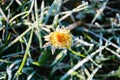 One Flower of a dandelion in the morning frost Royalty Free Stock Photo