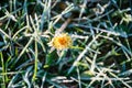 One Flower of a dandelion in the morning frost Royalty Free Stock Photo