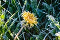 One Flower of a dandelion in the morning frost Royalty Free Stock Photo