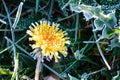 One Flower of a dandelion in the morning frost Royalty Free Stock Photo