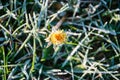 One Flower of a dandelion in the morning frost Royalty Free Stock Photo