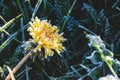 One Flower of a dandelion in the morning frost Royalty Free Stock Photo