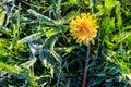 One Flower of a dandelion in the morning frost Royalty Free Stock Photo