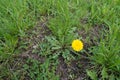 One flower of dandelion in waste plot of land